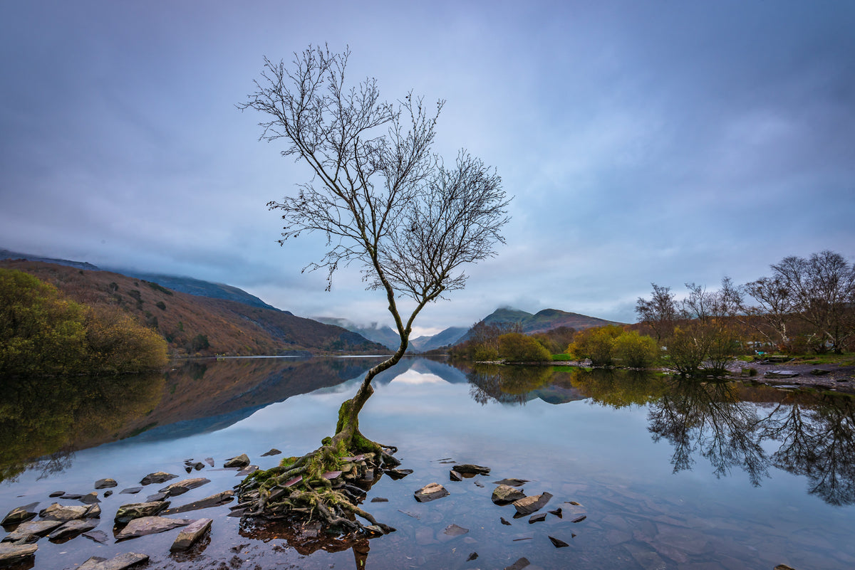 The Lone Tree, Eryri, Snowdonia. How to find it and best time visit!