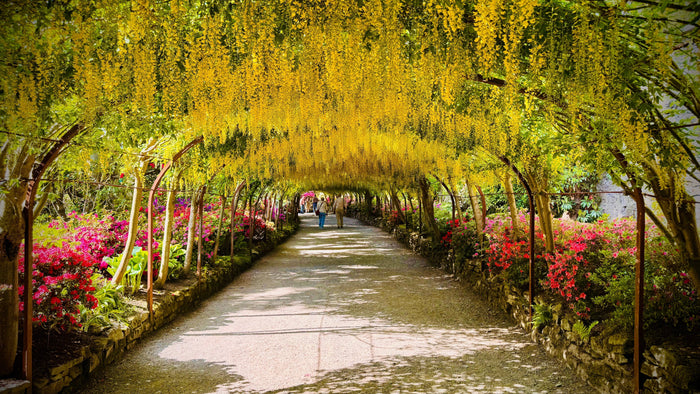 The vibrant Laburnum Arch at Bodnant Gardens