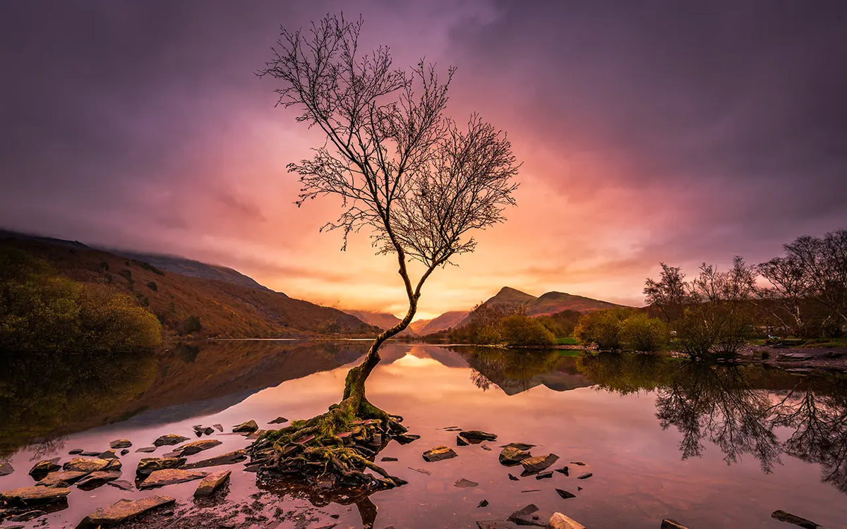 The lone tree of Llanberis at sunrise