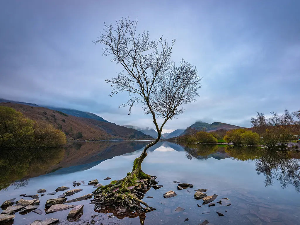 The Lone Tree of Llyn Padarn, Snowdonia, with the right conditions will provide stunning reflections.